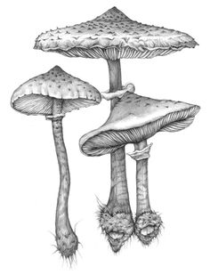 three different types of mushrooms are shown in this drawing