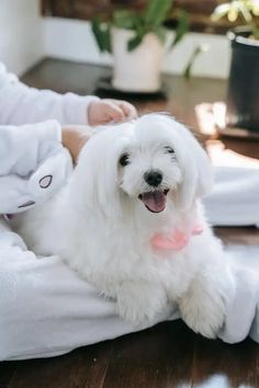 a small white dog sitting on top of a wooden floor next to a person holding a stuffed animal