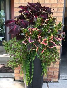 a large potted plant sitting on top of a sidewalk