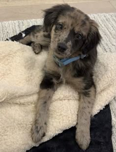 a brown and black dog laying on top of a blanket