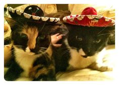 two cats wearing sombreros on their heads