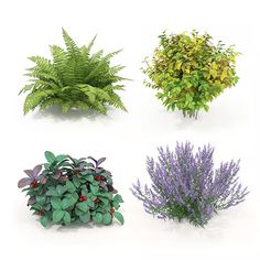 four different types of plants are shown in this image, each with green leaves and purple flowers