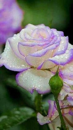 a purple rose with water droplets on it