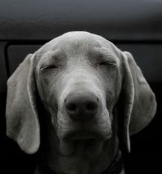 a gray dog with its eyes closed and his head resting on the door handle of a car