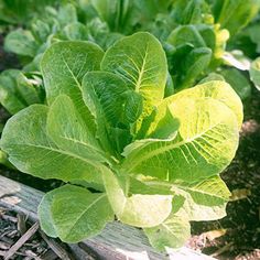 some green leaves are growing in the dirt