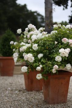 several potted plants with white flowers in them on gravel area next to trees and building