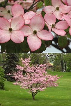 pink flowers are blooming on the trees in the park and next to each other