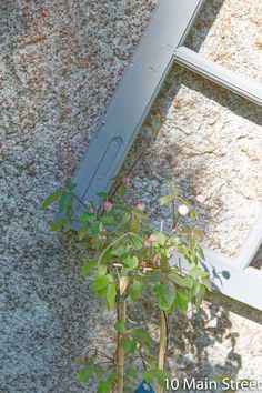 a plant is growing out of a window sill on the side of a building