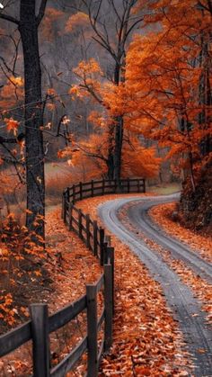 an autumn scene with leaves on the ground and a road in the middle, surrounded by trees