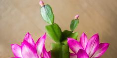 two pink flowers with green leaves in a vase