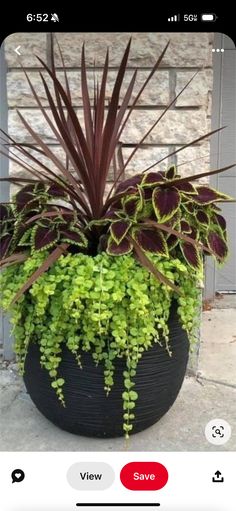 an image of a plant that is growing in a pot on the ground with other plants