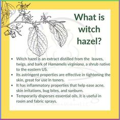 Witch hazel is a product used quite often in aromatherapy, be sure to always use alcohol free witch hazel, especially when using on your skin. #witchhazel #hamamelisvirginiana #essentialoils #aromatherapy #aromatherapist #holistichealth #holistichealing #thepeacefulfrog Uses For Witch Hazel, What Is Witch Hazel, Glass Skin Tips, Witch Hazel Benefits, Skincare For Hyperpigmentation, Plant Symbolism, Benefits Of Witch Hazel, Uses For White Vinegar