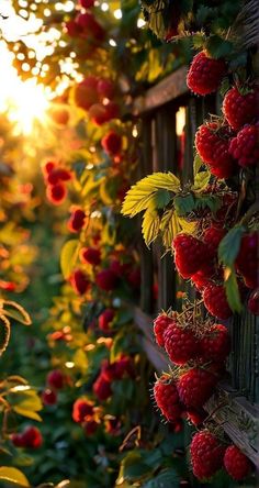 raspberries growing on the side of a wooden fence with sun shining through them