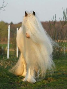 a white horse with long hair standing in the grass