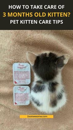 Things To Take Care of With Your 3 Month Old Kitten | Cat Care Tips Taking Care Of Kittens, Cat Checklist, Happy And Content, 3 Month Old, Health Signs, Kitten Food