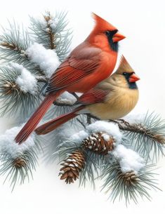 two birds sitting on top of a pine tree next to snow covered pineconis