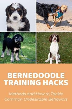 the cover of a book with pictures of dogs in different poses and words that read beren doodle training hacks