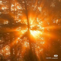 the sun shines brightly through the trees in this photo taken by an unknown photographer