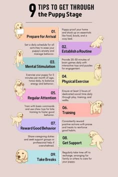 the steps to getting through the puppy stage