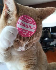 a cat with a pink sticker on it's face that says fragile thank you