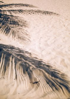 two palm trees casting shadows on the sand