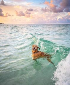 a dog is swimming in the ocean water