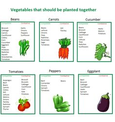 vegetables that should be planted together are labeled in the following words, including carrots, celery, eggplant, and beans