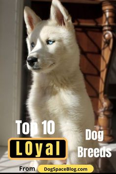 a white dog standing on top of a wooden floor