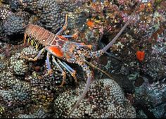 a lobster is sitting on top of some corals