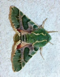 a close up of a green and yellow moth on a white surface with small spots