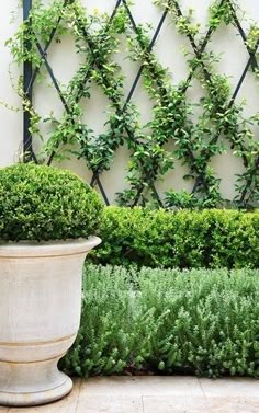 a large potted plant sitting next to a white wall with green plants growing on it