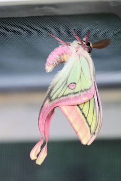 a pink and yellow moth hanging upside down