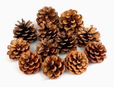 a bunch of pine cones sitting on top of each other