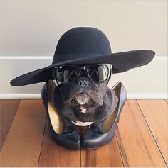 a dog wearing sunglasses and a hat on top of a shoe