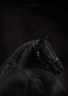 two black horses standing next to each other on a dark background with the caption's name above them