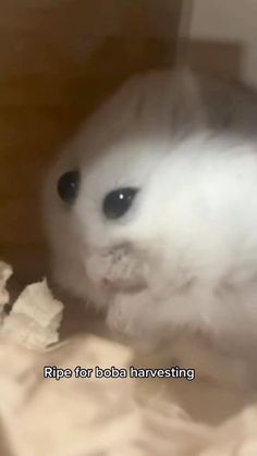 a small white cat sitting on top of a bed next to a pile of paper