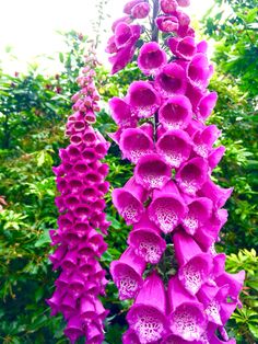 purple flowers are blooming in the garden