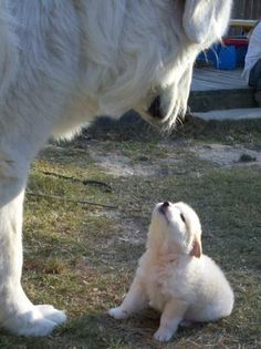 a large white dog standing next to a small white puppy sitting on top of a grass covered field