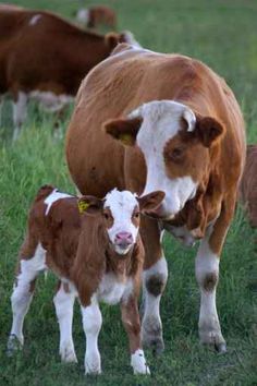 two brown and white cows standing next to each other on a lush green field with grass