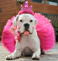 a dog wearing a pink tutu with a tiara