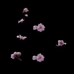 pink flowers floating in the air on a black background