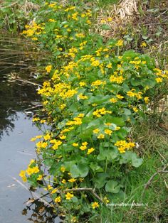 yellow flowers are growing along the edge of a body of water near grass and weeds