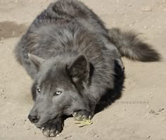 a large gray dog laying on top of a sandy ground next to a yellow frisbee