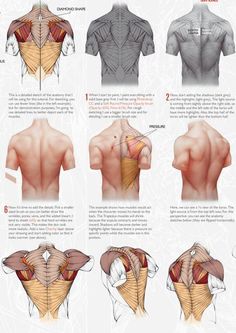 the back and shoulder muscles are shown in this diagram