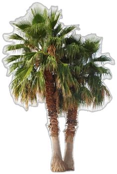 two palm trees are shown with clear decals on the top and bottom of them