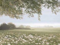 a field with lots of white flowers under a tree