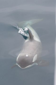 an orca swimming in the water with its head sticking out