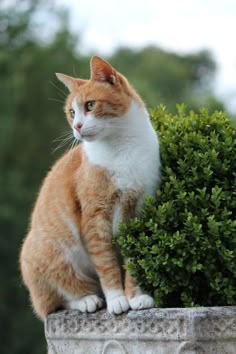 an orange and white cat sitting on top of a stone planter next to trees