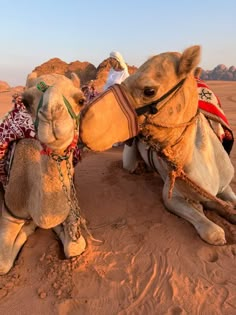 two camels are sitting in the desert