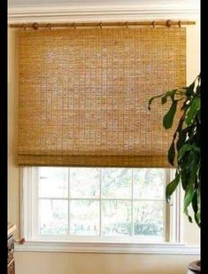 a living room with a plant and window